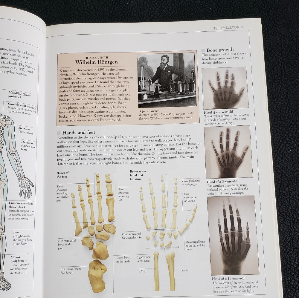 How the Body Works Book! - Picture 3 of 11